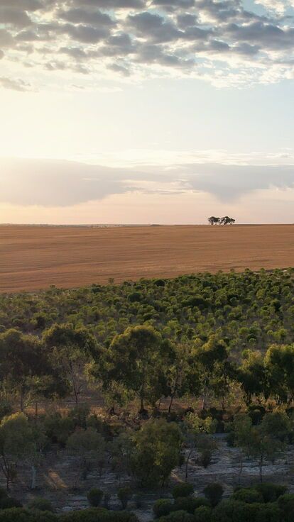 Regenerate Australia