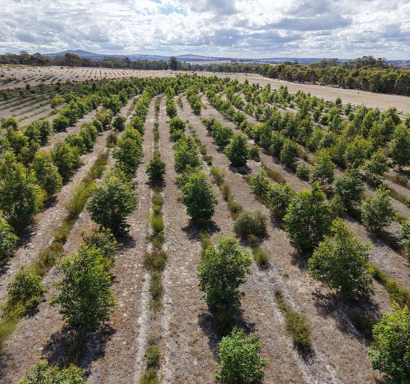 Regenerate Australia