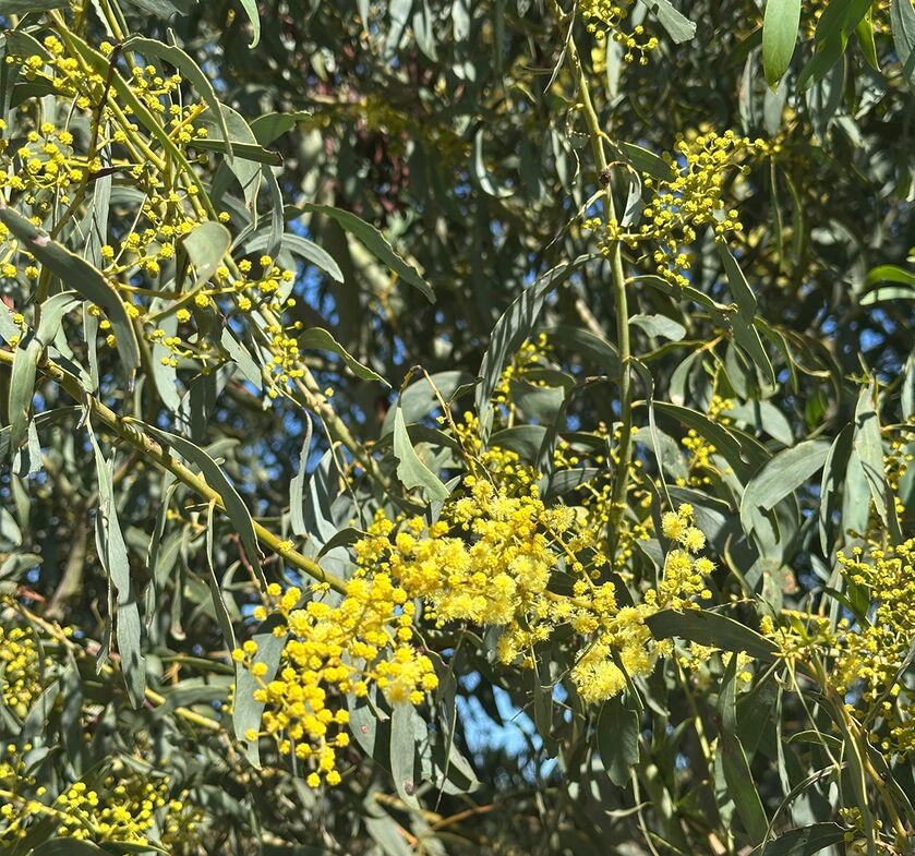 Regenerate Australia