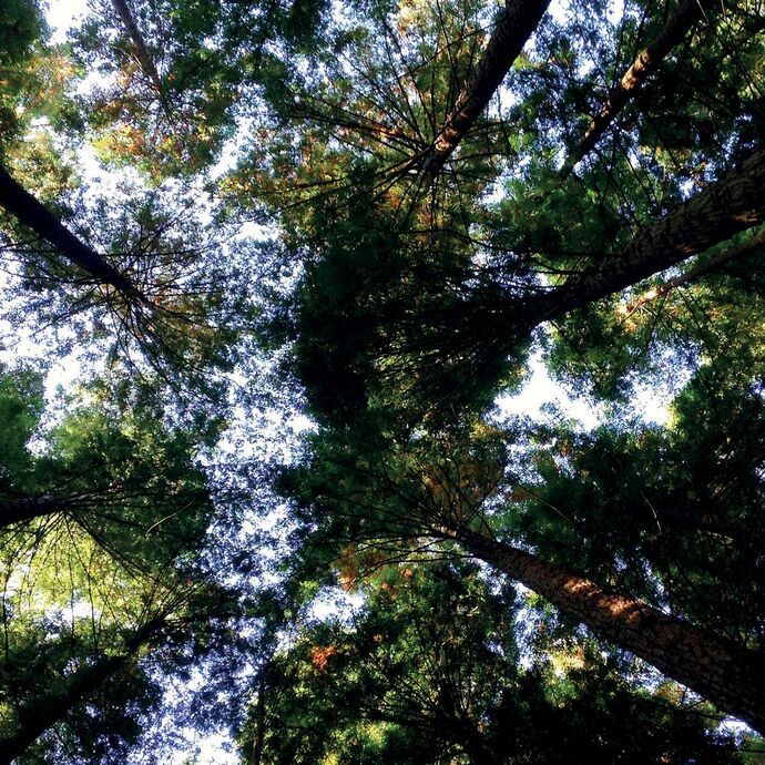 Polyflor Resiloop - Australia Vinyl Flooring